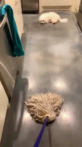 Dogs overreact to being frightened 💀🐶#foryou #fyp #fypシ #funny #funnyvideos #funnyvideo #animal #animals #animalsoftiktok #dogsoftiktok #pet #dog #dogs 