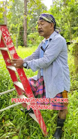 PEMANGKASAN POKOK..#foryourpage #dialekkelantan #cakapkelantan #bahasadaerah #rambocastello #pruning 