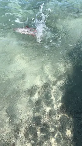 Encuentro cercano con la muerte! Kraken! 