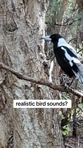 #titok #whoops #tiktokaustralia #funny #aussiebirds #magpie #crow #binchicken #birds #birdsoftiktok #perth #wa #dad #dadjokes #sounds #bushland #aussieoutback 