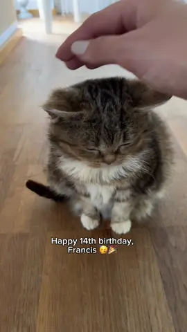 14 years with Francis 🥰 #cat #cats #catsoftiktok #catlover #cattok #catvideo #catvideosontiktok #catvideos #viralvideo #trending #tiktok #fypシ #fyp #fypシ゚viral #foryoupage #funnycats #funnycat #Love #francisthecat #tiktokdeutschland #katze #katzen #uk #germany #birthday 