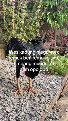 #fyp #foryou #fypシ #fypシ゚viral #ayambangkok #ayambangkoksuper #ayambangkokindonisia #bkklasik 