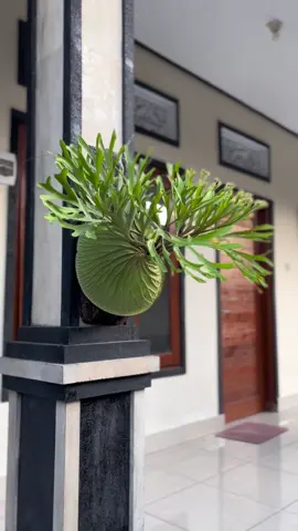 Platycerium Ridleyii🍀  #platycerium #simbar #platyceriumbali #tanamanhias #ridleyi 