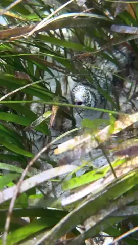 FUN FACT ABOUT SNOWFLAKES MORAY EELS✨ 1. Moray eels are the only fish to capture prey with outer teeth and use pharyngeal jaws in their throat (which push forward into its mouth) to pull prey into its stomach. 🦞 2.The snowflake eel is a great escape artist, they can hide and disappear easily 🧐 3. Moray eels apparently have poor eyesight. So they rely more on their sense of smell and the movement of their prey to hunt underwater.🦞💨👃 Check out traveltruster.com to book your next dives in Bali!🫧🤿 #baliindonesia #bali #nusapenida #moraleel #moray #marinelife #underwaterlife #scuba #scubadiving #scubalife #scubadivers #uw #underwaterphotography #UnderwaterAdventure #BaliDiving #encounters #oceanconservation #wildlife_perfection #divingbali #balidaily #balitravels #divingindonesia #traveltruster 