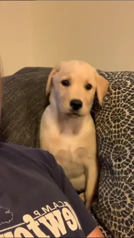 What did she see in there?????? #dogsoftiktok 
