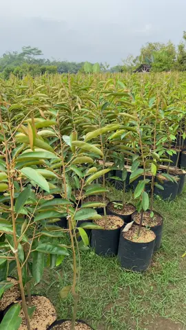 Supertembaga ready  #bibitdurian #bibitdurianmusangking  #bibitduriandurihitam #bibitduriansupertembaga #bibitbuah #pecintadurian #durian #bibitunggul #durianindonesia #perkebunan #durianmedan #duriandurihitam #durianmusangking #duriansuper #supertembaga #durianmontong #durianlovers #durianbawor 