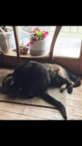 #pettok #catsoftiktok #cat #cats #PetsOfTikTok #pet #petlover 