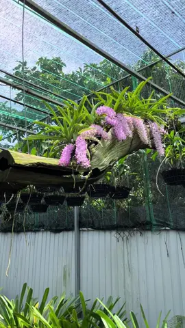 phong lan đuôi chồn khoe sắc #lanrừng 