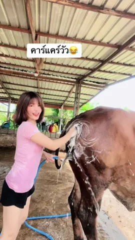 คิวเต็มทุกวัน😅#ผู้หญิงเลี้ยงวัว 