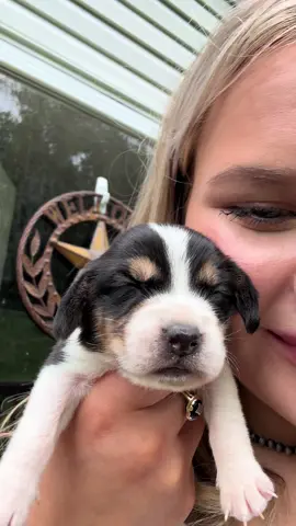 Sweet little beagle puppy loves 🥰 #puppy #beagles #puppylove 