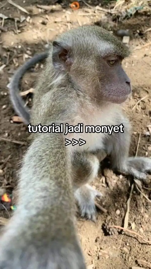 Kalo capek jangan sekali2 berfikir mau jadi monyet ya😉semangat monyet #foryou #slideshow #monyetlokal #fyp 