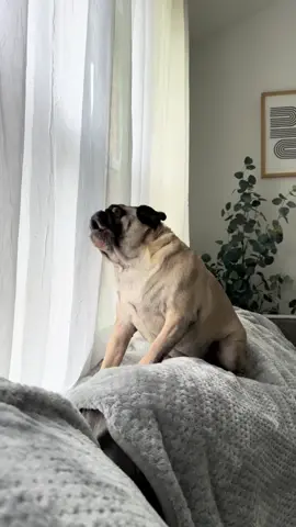 here to spice up your weekend 🌶️ #weekend #dog #pug #screamitout #fy #meme 