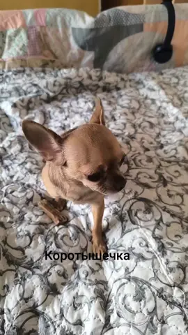Чихуахуа #Моля#Молекула#Коротышечка#Собака#маленькая#мелочь#собачка#меня мама родила#животные#собачка#Моля маленькая #собак на вес золота#вес не большой#злюка#вредная 