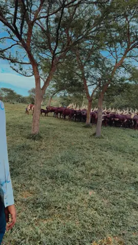 Another day at the farm, doing what I love. #Africa #Ankole #Uganda 