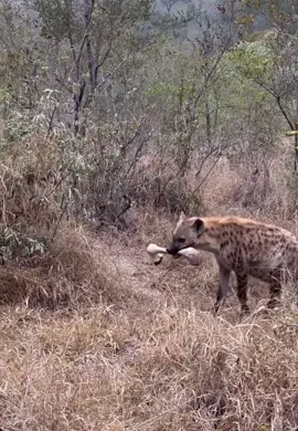 Hyena takes carcass to Den , to feed her cub 😍 #elleafricasafaris #africanwildlife #safari #gamedrive 
