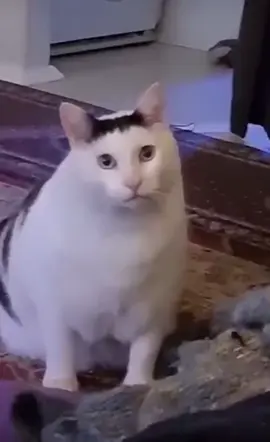 confusing huh cat daily (day 10) #huh #cat #confusing #confusingcat #huhcat #huhcatmeme #meme #memes #daily #dailymeme #dailypost #HUHCatMeme#ConfusedCat#CatReactions#PuzzledPurr#MeowMystery#CattyConfusion#WhiskeredWonder#FelinePerplexity#CuriousKitty#MemeConfusion#CatCuriosity#Purrplexed#WhiskerWonders#BewilderedCat#HUHMoment#CatMystery#MemeMystery#FelineFunny#PuzzledPet#WhiskerWonderment#HUHFunnyCat#CuteCatConfusion#AdorableMystery#WhiskerHumor#ConfusedKitty#MeowMemes#CatChuckles#PurrplexingMeme#HUHAndMeow#FunnyFeline#CuteCatChaos#ConfusedPaw#LaughingCat#PurrfectlyConfused#WhiskerLaughs#MysteryMews#HUHAndPaws#CatComedy#FelineFunnies#HUHAndPurr#PawsitivelyHUH#KittenConfusion#SmilingWhiskers#CutenessOverload#CatComicRelief#FelineFunhouse#AdorableAntics#LaughingWhiskers#PurrfectPuzzlement#HUHAndChuckles#MeowMadness#WhiskerWit#AmusedKitty#HUHAndGiggles#FuzzyLaughs#HUHAndSnuggles#JoyfulJingles#PawsomeLaughs#CuddleConfusion#CharmingChuckles  #CatLovers#Meow#CatsOfInstagram#CatLife#KittyLove#Purrfect#FelineFriends#CatsofTwitter#KittenLove#Caturday#CatNap#WhiskerWednesday#CatsoftheDay#KittyCuddles#Pawsome#FurryFriends#CatLady#TabbyCat#GingerCat#BlackCat#WhiteCat#SiameseCat#PersianCat#MaineCoon#RagdollCat#SphynxCat#BengalCat#CalicoCat#TuxedoCat#NorwegianForestCat#BritishShorthair#RussianBlue#ManxCat#ScottishFold#CuteCats#FunnyCats#AdorableCats#CatVideos#CatPhotography#CatArt#CatSelfie#CatModel#CatsofWorld#CatsofInsta#CatsofIG#CatsofFacebook#CatsofSnapchat#CatsofPinterest#CatsofTikTok#CatMemes#CatHumor#CatPuns#CatJokes#CatComedy#CatLaughs#CatFun#CatLife#CatCare#CatHealth#CatBehavior #Memes#FunnyMemes#DankMemes#Meme#MemesDaily#MemesAreLife#MemesOfInstagram#RelatableMemes#Hilarious#MemeLord#EpicMemes#Comedy#MemeHumor#MemeJunkie#MemeCollection#Laugh#Funny#InternetMemes#ViralMemes#FreshMemes#StolenMemes#SavageMemes#MemePage#Memes4Life#BestMemes#MemeCulture#MemeAccount#DailyMemes#WholesomeMemes#SarcasticMemes#OffensiveMemes#DarkHumorMemes#TopMemes#WeirdMemes#RandomMemes#Lol#Memer#ClassicMemes#Memesfordays#Memedaily#TrendingMemes#ShareMemes#Instamemes#BestMeme#Memeforlife#Memelove#Memeaddict#Memeislife#Memestagram#Memecommunity #Meme#Memes#Funny#LOL#Comedy#Humor#Hilarious#JokesTikTok #TikTokMemes#MemesDaily#ViralMemes#FunnyMemes#BestMemes #FYP (For You Page)#ForYou#ForYouPage#Trending#Viral#ExploreChallenge #MemeChallenge#FunnyChallenge#ComedyChallengeContent #Relatable#RelatableMemes#DankMemes#WholesomeMemes#Reaction#Silly#ViralVideo#WatchThis#MustWatch#Entertainment#LaughOutLoudMore #TikTokHumor#TikTokFunny#TikTokLaughs#TikTokFunnies#TikTokComedyNiche #MemesOfTikTok#TikTokMemeReview#TikTokMemeCompilation#RandomMemes#DarkHumorPopular #DailyMemes#Memes4Life#MemesForever#MemesAreLife#MemesOfTheDayLifestyle #RelatableContent#EverydayMemes#TeenHumor#AdultHumor#MillennialHumorInteractive #CommentIfYouAgree#ShareYourReaction#DuetThis#StitchThisCurrent #TrendAlert#TrendingNow#HotRightNow#CurrentMoodTheme #MondayMood#TuesdayVibes#WeekendVibes#SundayFundayAudience #TikTokFam#TikTokCommunity#TikTokers#TikTokFunReaction #ReactionMemes#Commentary#TikTokReactions #ViralVideo#WatchThis#MustWatch#Entertainment#LaughOutLoudMore TikTok-Specific Meme Hashtags:#TikTokHumor#TikTokFunny#TikTokLaughs#TikTokFunnies#TikTokComedy#MemesOfTikTok#TikTokMemeReview#TikTokMemeCompilation#RandomMemes#DarkHumorPopular #DailyMemes#Memes4Life#MemesForever#MemesAreLife#MemesOfTheDayLifestyle #RelatableContent#EverydayMemes#TeenHumor#AdultHumor#MillennialHumorInteractive #CommentIfYouAgree#ShareYourReaction#DuetThis#StitchThisCurrent #TrendAlert#TrendingNow#HotRightNow#CurrentMood #MondayMood#TuesdayVibes#WeekendVibes#SundayFunday #TikTokFam#TikTokCommunity#TikTokers#TikTokFunReact #ReactionMemes#Commentary#TikTokReactions 