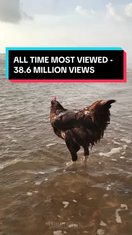 This is our most viewed video of ALL time, with 38.6 MILLION views on Facebook. Yes, it's fun to have a video go viral, but my heart swells the greatest knowing the impact/reach that our sweet Sammi Chicken had in her life. I was so lucky to have been her human.  . *Video is from Spring 2018 - Daytona Beach, Florida She genuinely enjoyed the beach & the waves on her feet. ❤️  . #mybestfriendisananimal #soblessed #impact #amazinglife #Love #BestFriends #animalhumanbonding #oneofakind #sammi #sammichicken #beachchicken #chickensofig #chickenofthesea @Dave Cox @Daytona Beach CVB 
