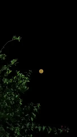 #يا_غايه_الحب_عين #وليد_الشامي #اكسبلورexplore 