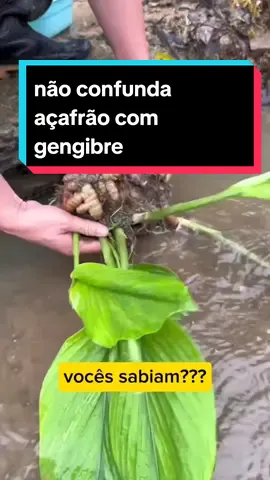 não confunda açafrão com gengibre 