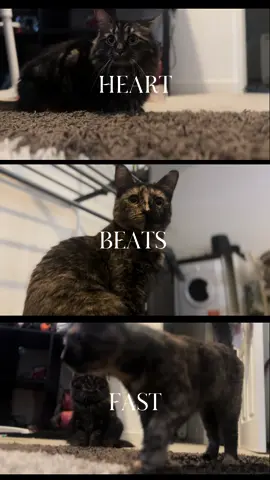 My baby kittys 😍 everyone else loves them tooo 🥰  #catsoftiktok #cats #pets #petlover #catmum #fyp 