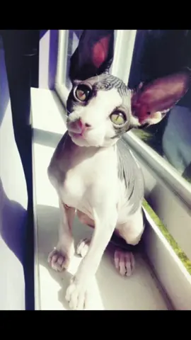 😸✨️ #PetsOfTikTok #cats #goodlooking #sphynxcat 