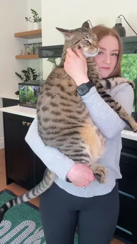 Dex and I in our nature room where we have our geckos, jumping spiders, a freshwater aquarium, and tons of live plants! I love spending time in here with all my animals ♥️😺🕷️🐠🦎🪴 #cat #cats #catmom #catlover #cattok #catsoftiktok #animallover 