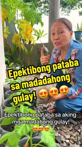 Epektibong pataba sa madadahong gulay! #HaydeesGarden #gardening #fyp 