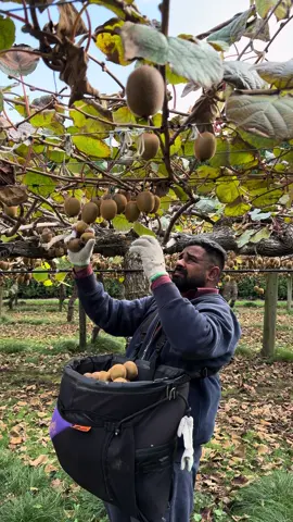 #postivevibesonly #newzealand 