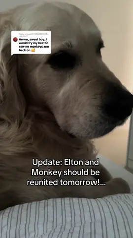 Replying to @user6993868061043 Update! Mr Monkey and Elton should be reunited tomorrow! His little cries are breaking my heart 😭😭😭#goldenretriever #wedontdeservedogs #goldenretrieverlife #teddy #stuffedanimals #dogtok #dogsoftiktok 