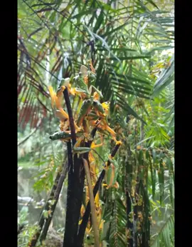 กบต้นไม้ร่อนหรือกบใบตาดํา (Agalychnis spurrelli) เป็นกบสายพันธุ์หนึ่งในครอบครัว Hylidae กำลังอยู่ในช่วงผสมพันธุ์ และพบในป่าในคอสตาริกา #กบต้นไม้ร่อน #กบใบตาดำ #ฤดูผสมพันธุ์