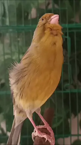 #كناري_ابيض #canarybird #canarysinging #canary #كناري #canaribirds #videototrainingcanaries #canarytrainingchampionsong #canarysingingoptimal #canar #canarysingingoptimal #canar #canaries 