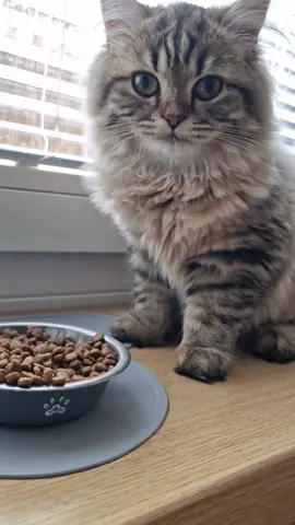 ASMR - MoN-Na eating dry food ^^ #cat #asmr #kitten #pet #cute #siberian #blh #bsh #funny #fyp 