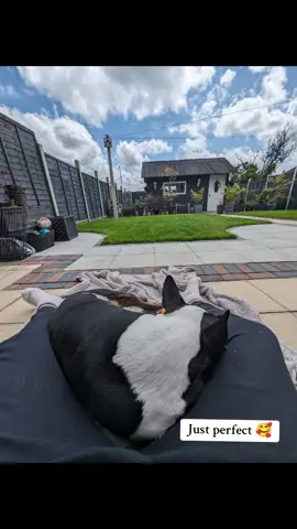 #englishbullterrier #adventuresofroski #ebt #englishbullterriersoftiktok 