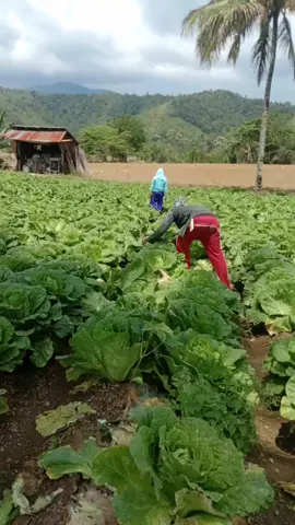 panen sawi putih         napu