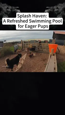 Splash haven:A Refreshed swimming pool for eager pups #clean #cleaning #pool #swimmingpool #dog #dogpool #satisfying #foryou #cleaningtiktok #tiktok 