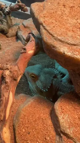 Just saying hi to the dragon.  #beardeddragon #dragon #dragons #lizard #lizards #beardeddragonsofinstagram #reptile #reptiles #reptilekeeper #reptilelover #reptilesofinstagram #reptiles #pet #pets #animal #animals #daily #cute #instagram #tiktok #reels #shorts 
