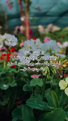 #تصويري #اقتباسات_عبارات_خواطر #ستوريات #حالات_واتس#تفاؤل #تفاؤل_وأمل #ورد #ورده #ازهار #زهره #ورد_طبيعي #اكسبلور #fyp #flawer #flawers 