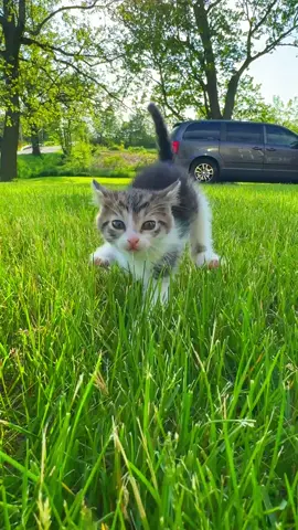 Families cute new kitten running through the grass today 😊 #cats #cat #kitten