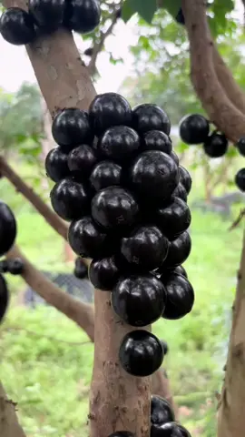 jabuticaba sabara você  conhece esta variedade?  Características: Árvore perenifólia, de porte médio, com até 15 m de altura e 40 cm de diâmetro. Casca lisa e descamante, de cor cinzento-castanha. Suas folhas são simples, opostas, lanceoladas, de coloração verde-escura e até 7 cm de comprimento.#jabuticab #fruta #fruta #poma #dancru #muda 