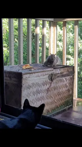 #squirrelsoftiktok #squirreltok #catsoftiktok #cats #pizza 