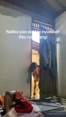 Rii tangi riiiii🤣#ngawipride🏴‍☠️ #fyp #peternaksapiindonesia #peternakmuda #sapiqurban 