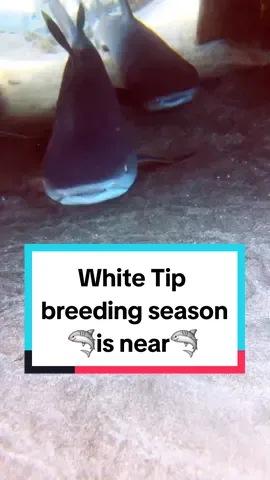 Join our livestreams to see these beautiful sharkies. #shark #oceanlife #wildlife #comedivewithus #fyp 