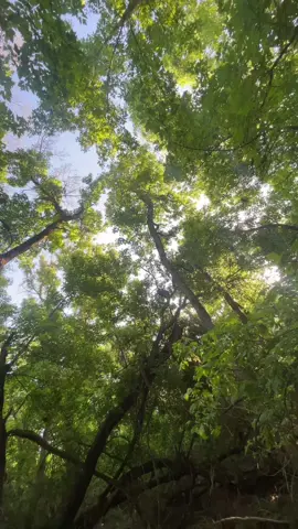 🥀 #preserve #woods #livethroughthis #exploring 