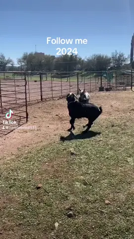 Goats following each other on our ranch.  #goat #goatsoftiktok #cutegoats #mountaingoats #nigeriangoats #goatsplaying #funnyvideo #funnyanimals #followback #followme #foryou #trendfollow #prettygirls 