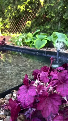 Watch this step-by-step guide on building a stunning koi pond with a fountain! 🌿💦 #KoiPond #Fountain #DIYProject #BackyardDesign #WaterFeature #OutdoorLiving #GardenInspiration #PondLife #FishPond #LandscapingIdeas #HomeImprovement #CreativeProject #NatureLovers #RelaxingSound #AquaticLife #OutdoorOasis #DIYEnthusiast #WaterGarden #PondBuilding #SereneSpace #OutdoorDecor #PeacefulRetreat #GardenGoals #TranquilVibes #DIYCommunity #GreenThumb #PondDesign #WaterfallFeature #KoiFish #FountainDesign #DIYInspiration