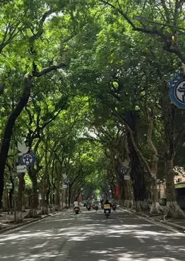 Phố Pham Đình Phùng - Hà Nội | 40oC, hàng cây sấu cổ thụ quá đẹp, đi qua mướt mắt thíc ghia, anh chị em đã ra chụp ảnh chưa z??#hanoi #hanoipho #phophandinhphung #xuhuong #foryou #fyp #nhachaymoingay #langthangđườngphố 