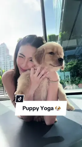 Cant get over this puppy yoga class 🥺🐶  #puppyyoga #goldenretriever #yoga 