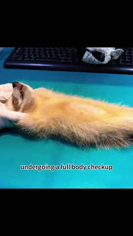 The baby raccoon has a broken paw.#shorts #animals #foryou #tiktok #Love #pet 