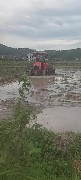 May cày chạy bánh lồng vậy ok chưa ae.. nghe an lại xuống lúa cấy rồi nha ae chuẩn bi có lúa gặt nữa r....@inhhoang01 @Minh Nguyễn @68c1@ @Yến Chi 🪷🪷 