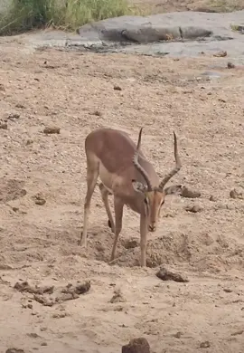 A captivating moment an Impala ram quenches its thirst art a dry riverbed, through a hole dug by an Elephant .  #elleafricasafaris #africanwildlife #safari #gamedrive #wildlife #animals 